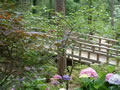 Nature Walk Bridge